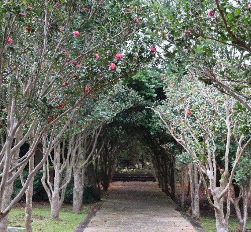 茶花隧道