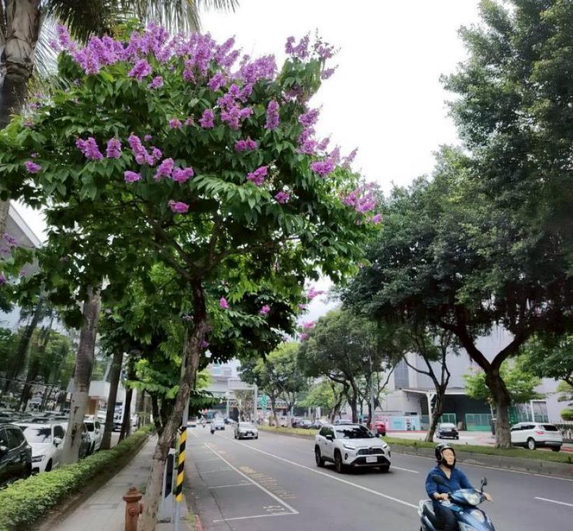 民權東路大花紫薇枝頭綻放，一簇簇粉紫色花朵如雲似霞景