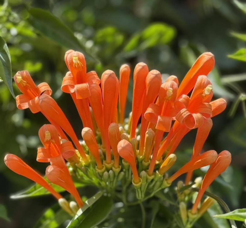橘色系的炮仗花，長筒狀的花型，頂端四裂，裂片會反捲