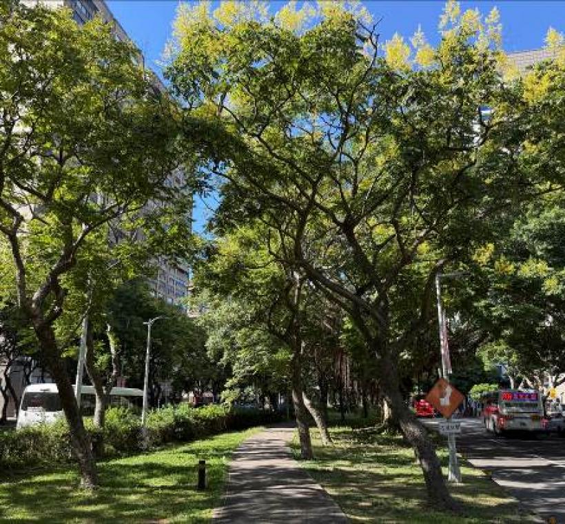 飽滿穗黃花朵隨著涼風中搖曳，高色調的黃是秋季冷涼卻又帶著內隱溫潤
