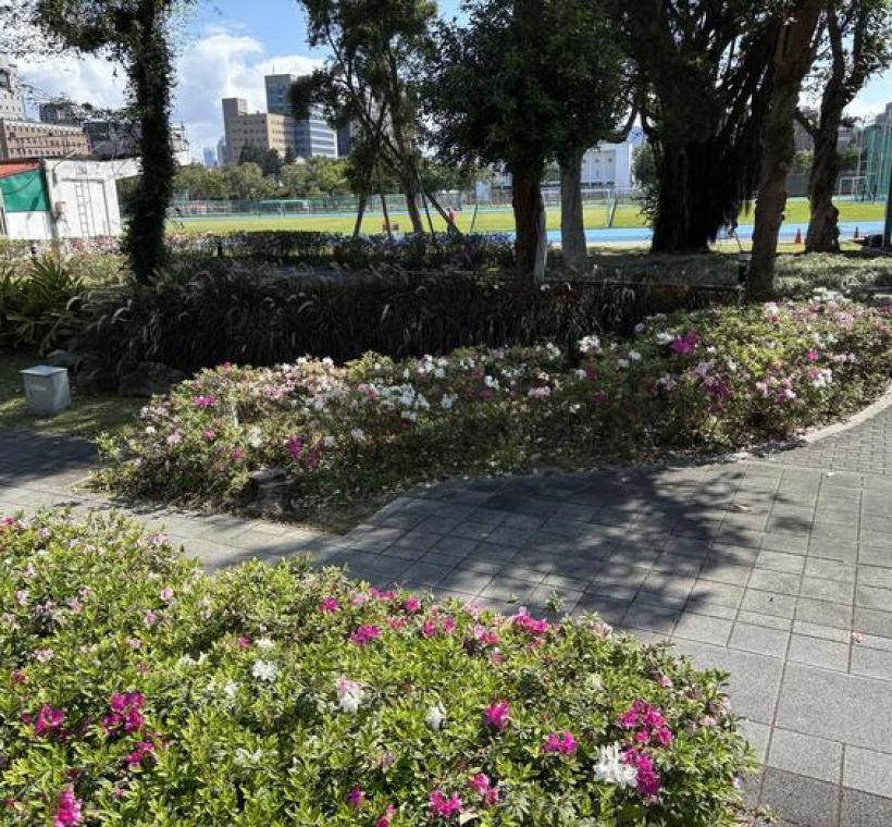 新生南路三段臺灣大學新月台周邊杜鵑花景(照片攝於1150313)