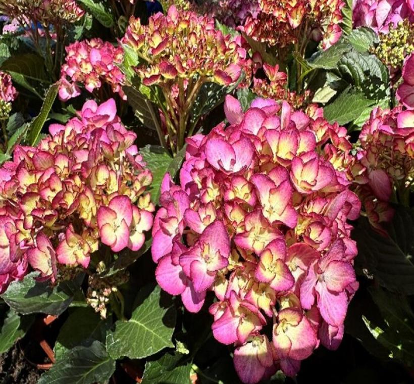 大安森林公園杜鵑花心心首次亮相繡球花-玫瑰密碼COLD ROSE