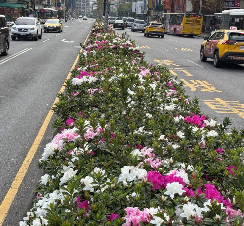 和平西路上的杜鵑花叢，在春光的照耀下愈發顯得明媚動人