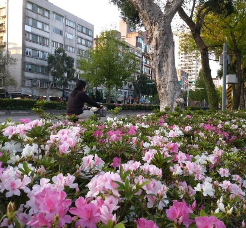 臺灣大學一旁新生南路上杜鵑花花海