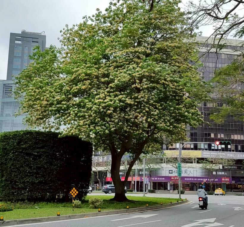 春末仁愛圓環加羅林魚木枝條上滿滿的銀白色花朵繁花簇擁