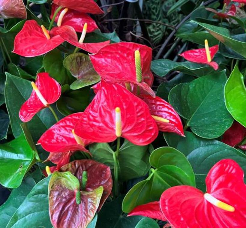大紅色的優勝火鶴花，鮮豔奪目