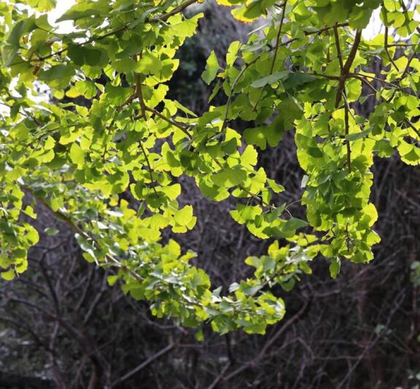 綠化教室後方的銀杏，葉色正緩緩變換