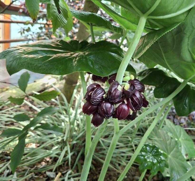 八角蓮的花瓣6至9枚。