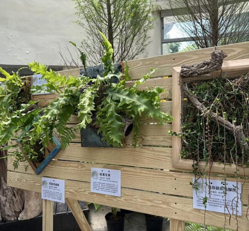 將生命力旺盛的石松、石葦或槲蕨，仿效原生態生長習性，讓羽葉或氣生根自然垂墜於碳化板上，呈現「立體山水」的栽培美學