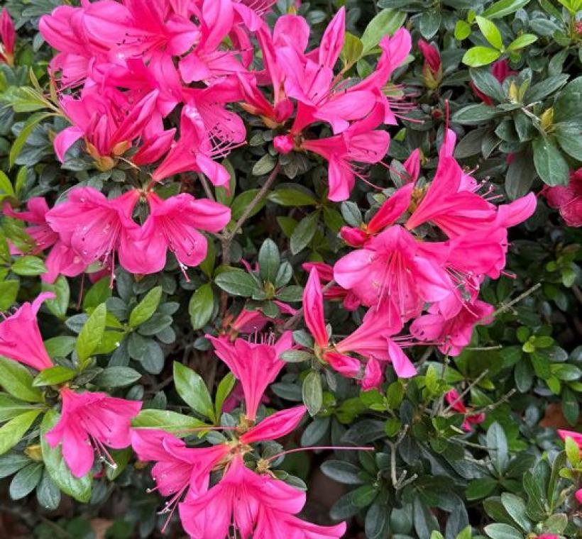 皋月杜鵑園藝品種有白色、粉紅色、暗紅色、紫色等，開花期4~6月。