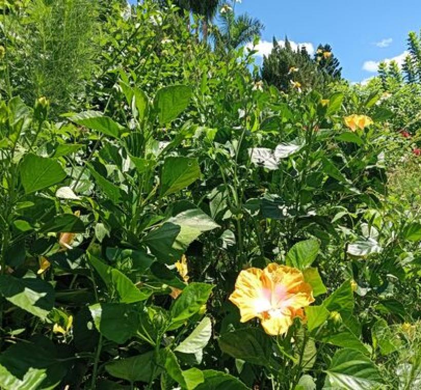 扶桑花如同注入陽光的南國花朵，分布在園區許多角落。