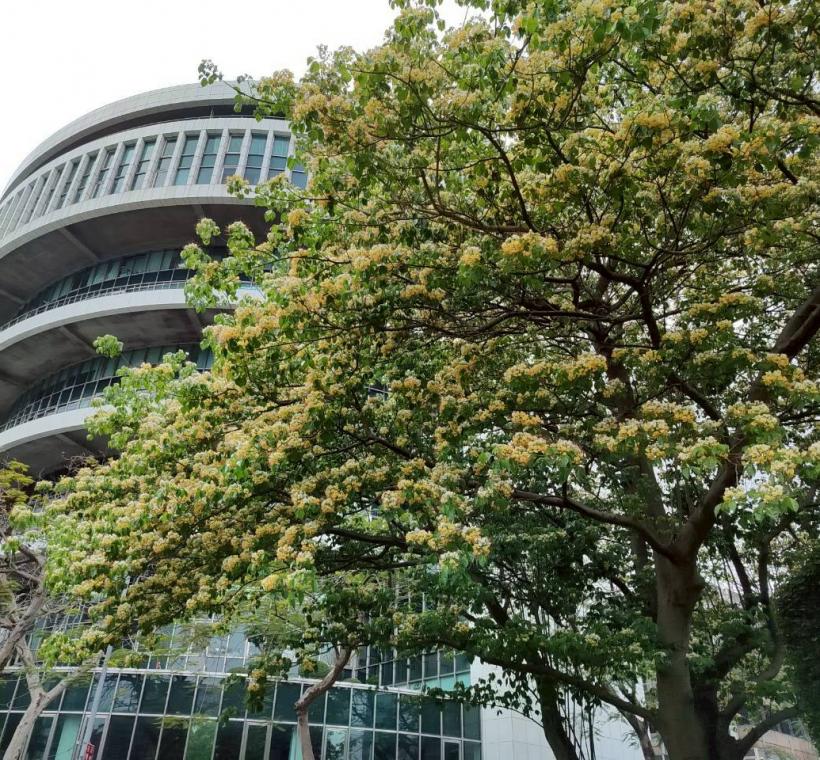 春末仁愛圓環加羅林魚木枝條上滿滿的銀白色花朵繁花簇擁