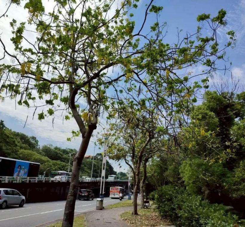 中山北路阿勃勒金黃與遍地花影交織而成的夏日風景