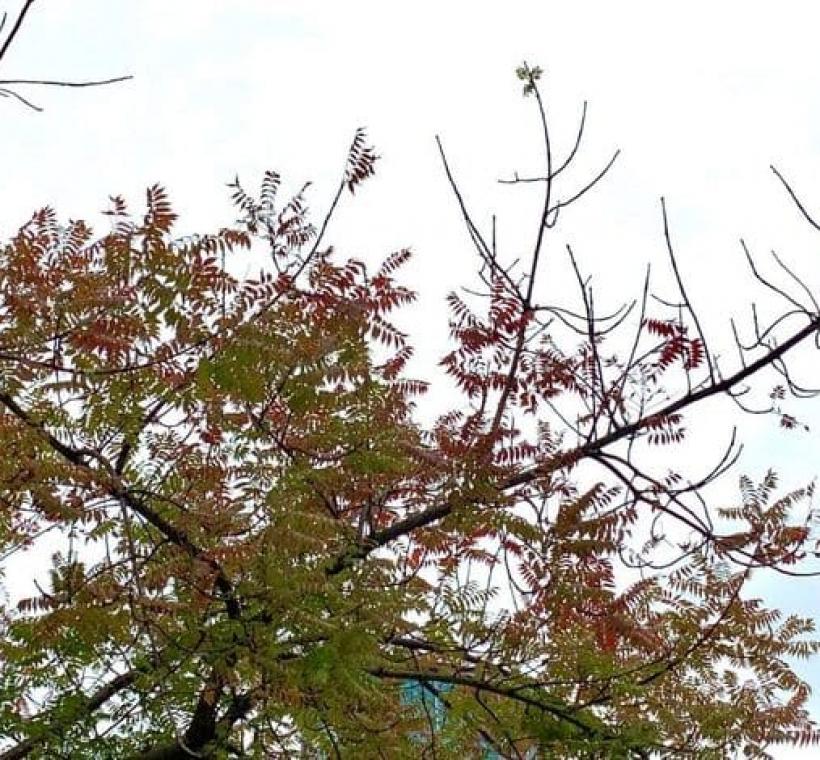 黃連木由綠葉轉紅葉近照