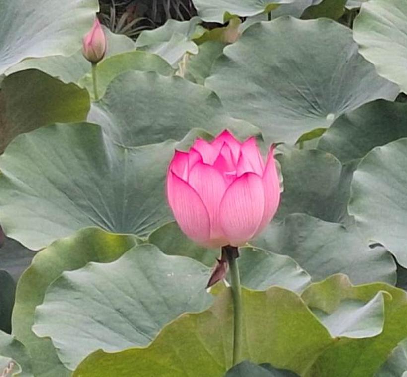 夏荷盛開美景