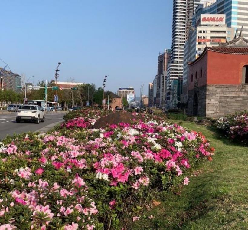 北門廣場杜鵑已盛開
