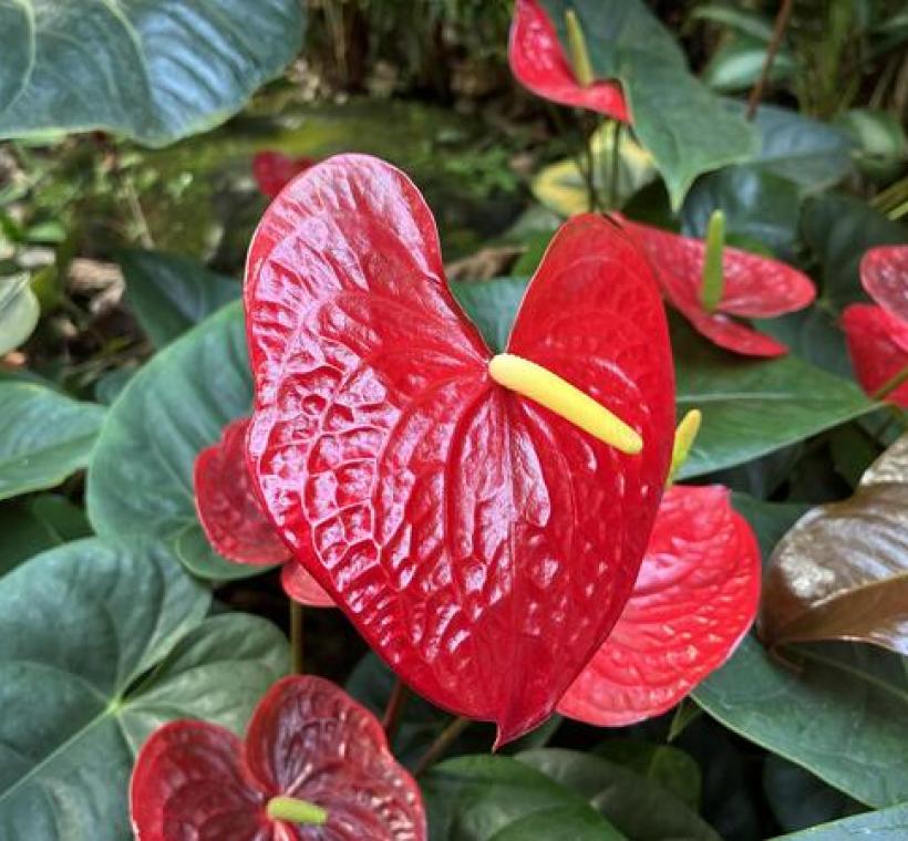 「火鶴花」象徵鴻運當頭。