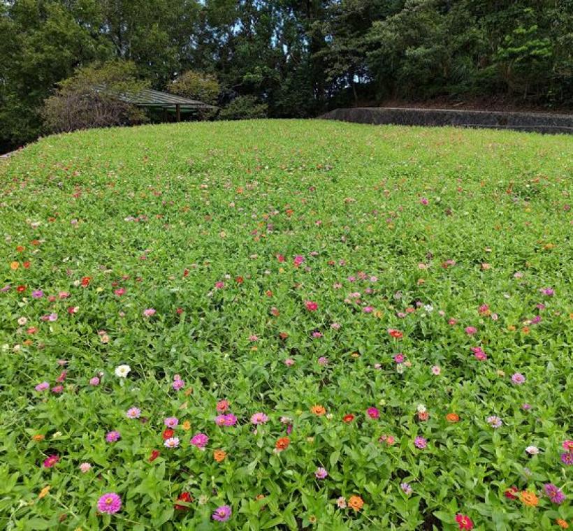 彩雲亭花況