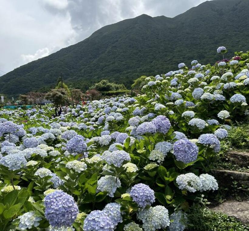 繡球花海美景
