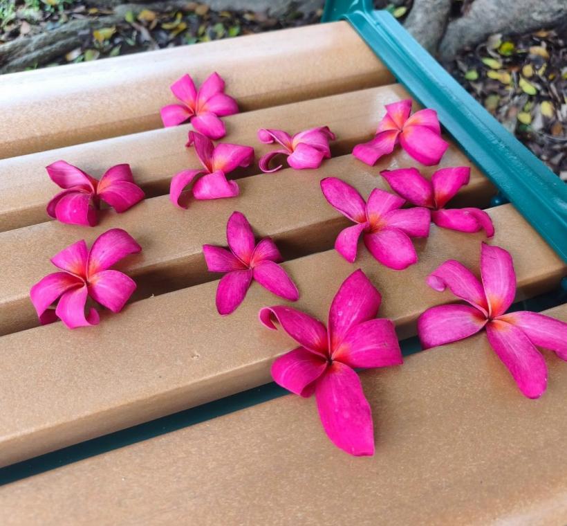 雞蛋花紅花品種則如晚霞般熱情絢麗，花朵綻放枝頭、清香隨風飄散，吸引不少民眾駐足欣賞、拍照留念