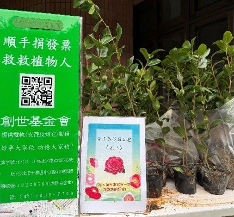發票換茶花苗