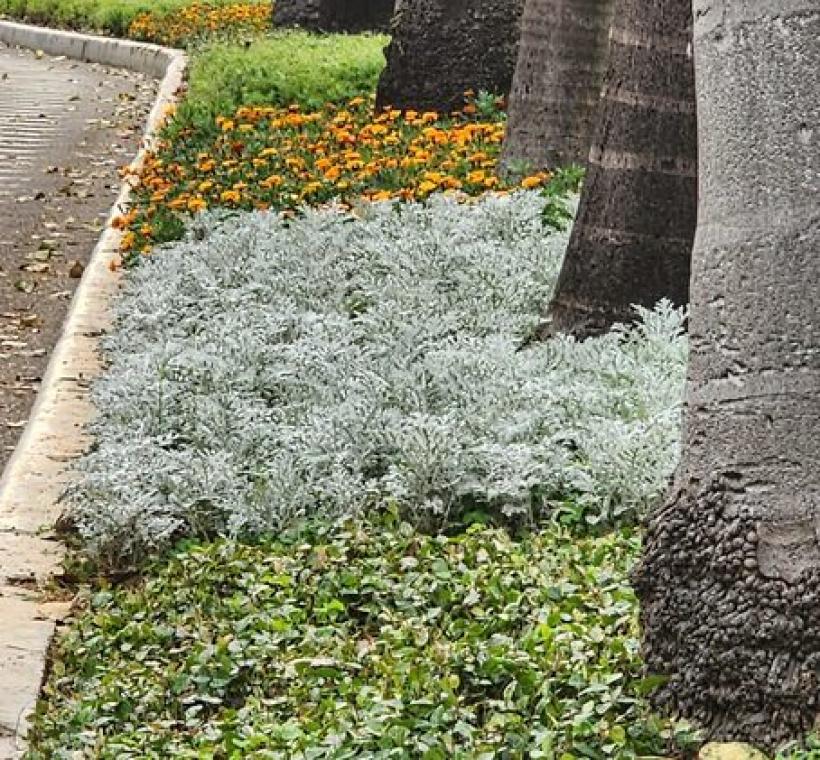 花彩層層相接　沿線延伸成一段不間斷的綠意律動