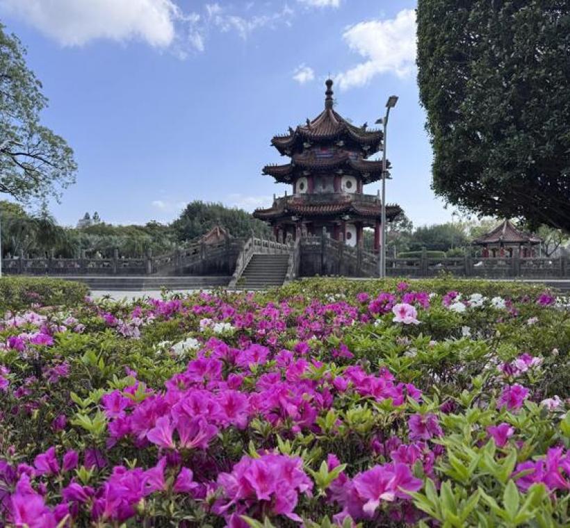 228和平公園八角亭周邊杜鵑花景(照片攝於1150313)