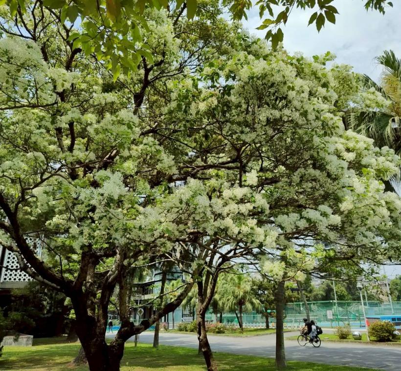 臺灣大學校園內的流蘇樹開花
