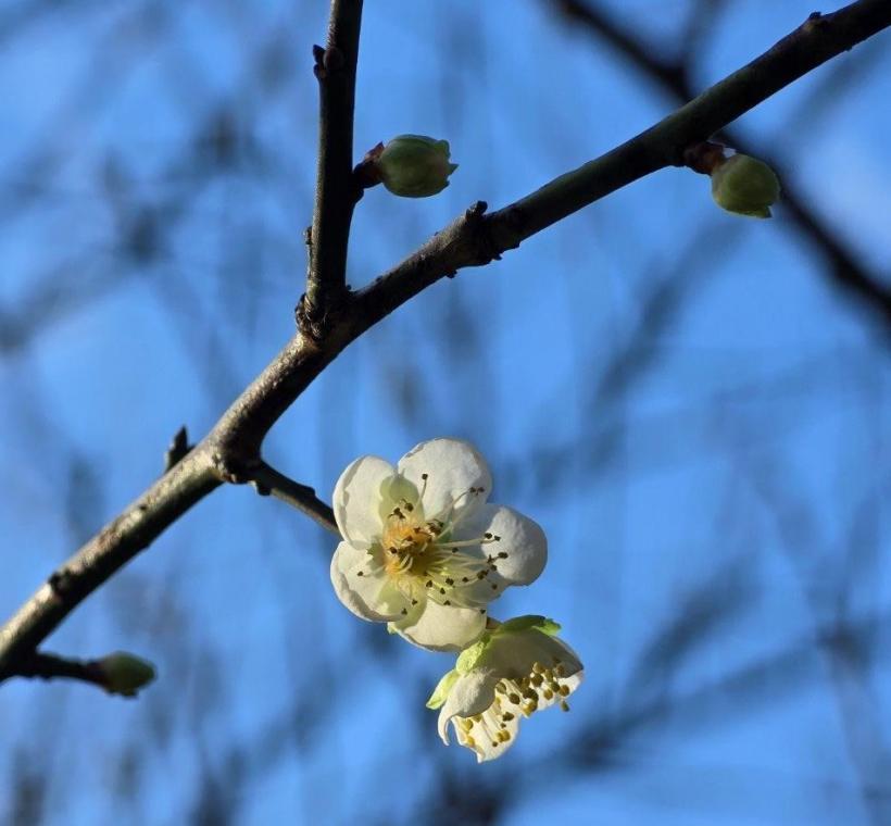 南港公園正綻放之梅花