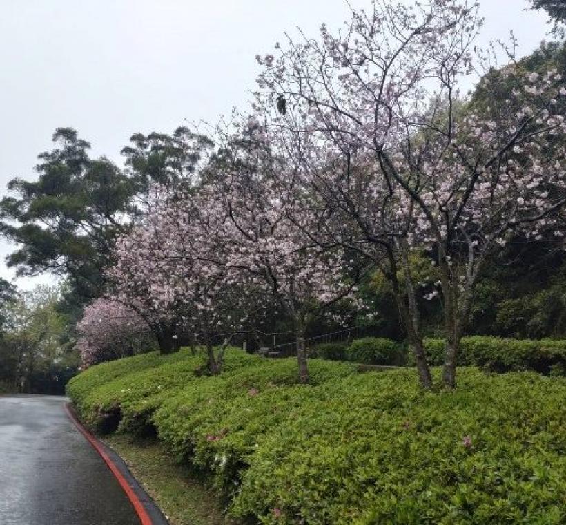 陽明公園人車分道區吉野櫻-2