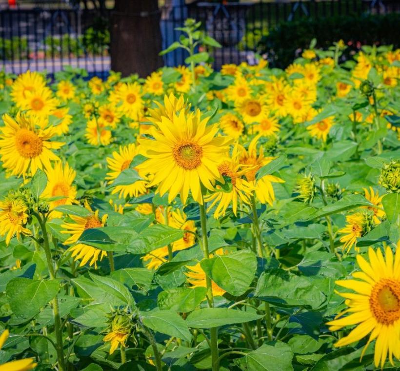 入口右側以代表專一與勇敢的向日葵花海，帶你向陽築夢