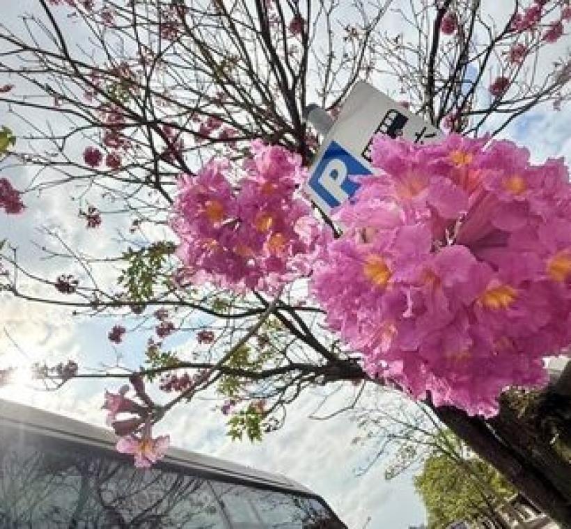 洋紅風鈴木的粉嫩花朵如繡球