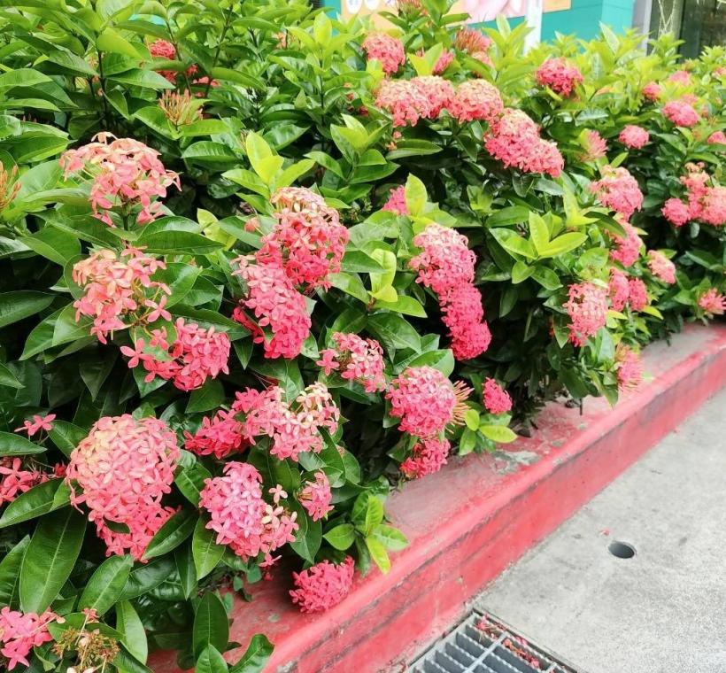 忠孝東路與復興南路口的大王仙丹，盛開著柔和浪漫的粉色花朵，層層花序宛如彩霞輕灑街頭，為繁忙都市增添幾分溫柔氣息