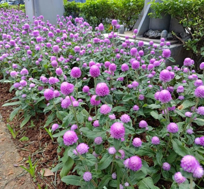 千日紅齊開打造城市花園美學，綠色景觀提升生活品質