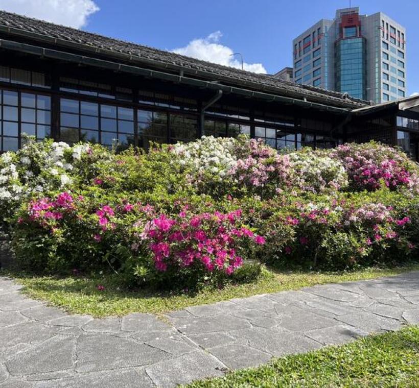 逸仙公園史蹟館周邊杜鵑花景(照片攝於1150316)
