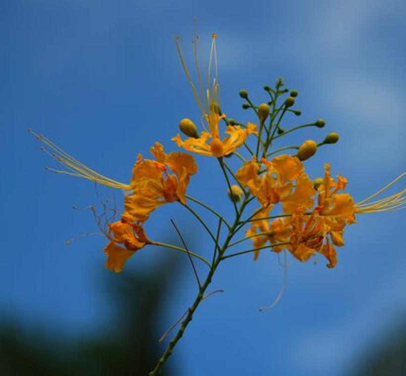 金黃色如蝴蝶般的花瓣，使黃蝴蝶花如其名