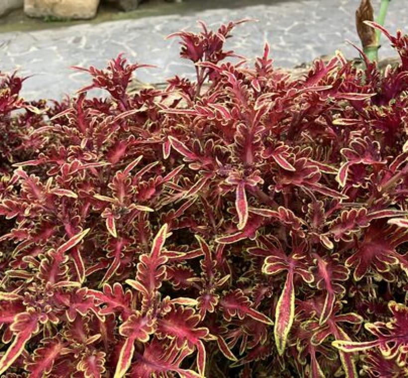 邊緣閃耀亮麗琥珀鑲邊「喜鳳凰」彩葉草