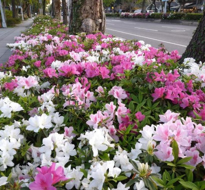 臺灣大學一旁新生南路上杜鵑花花海