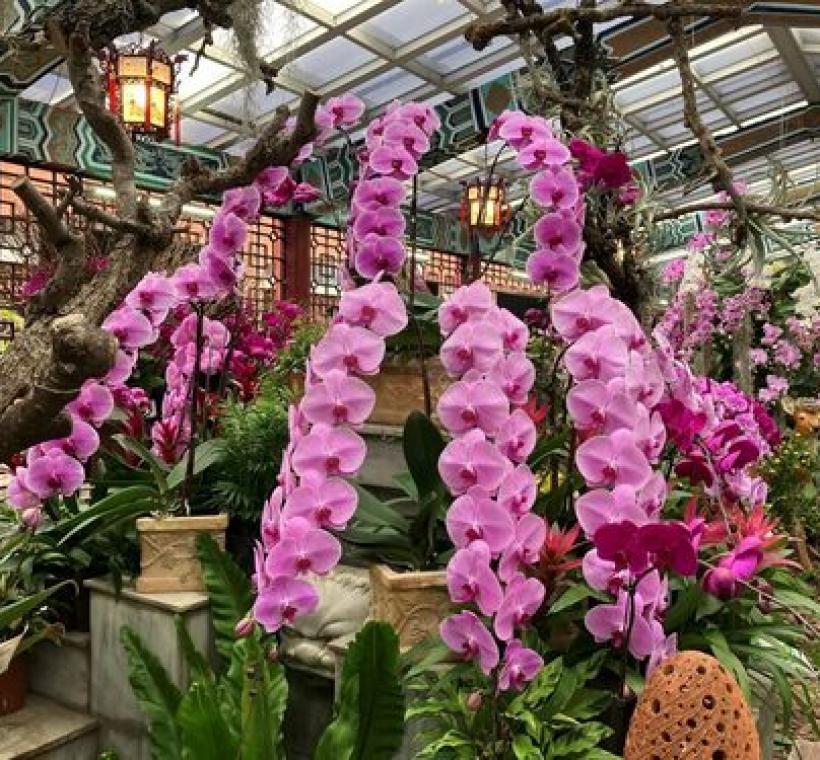 單枝花梗15朵以上的長串蝴蝶蘭價值不斐