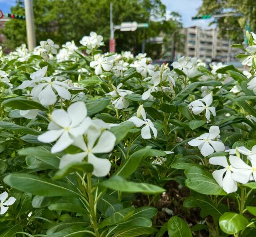 白色日春在綠葉間靜靜綻放，為街頭注入一抹清新與柔和，彷彿夏日裡悄然低語的景象