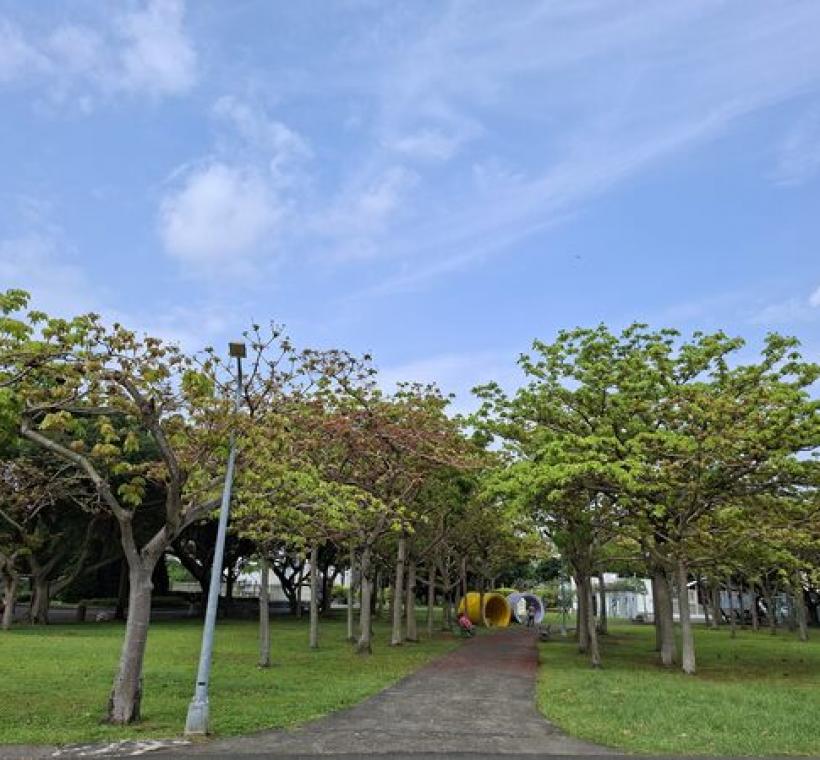 掌葉蘋婆以挺拔的樹幹與良好的遮蔭效果著稱，是臺灣各縣市公園與行道間常見的一抹綠意。