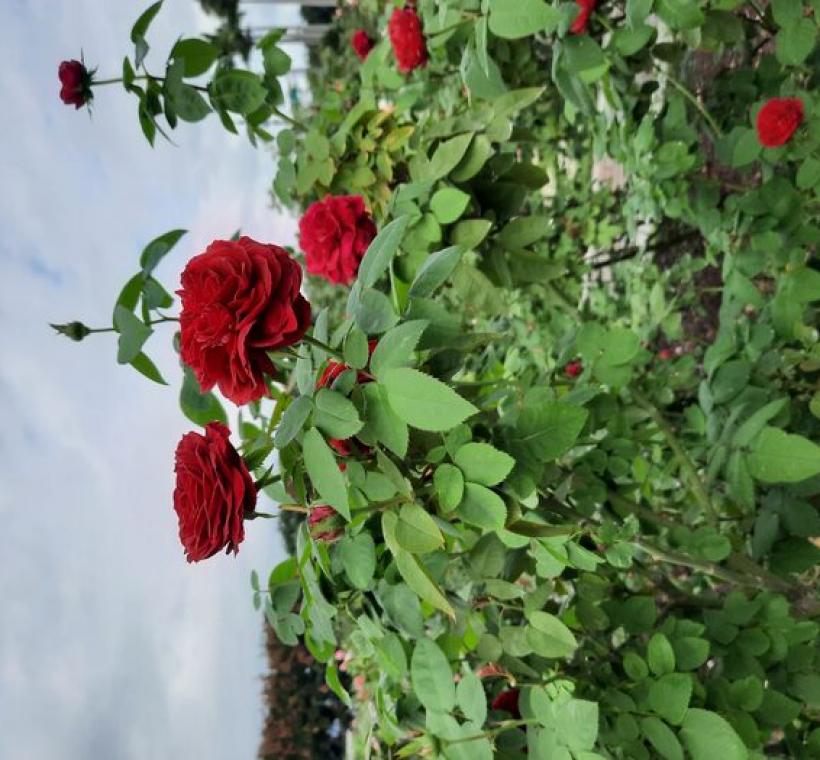 「苔絲」帶有非常輕微的紅蘋果和玫瑰水的香氣。