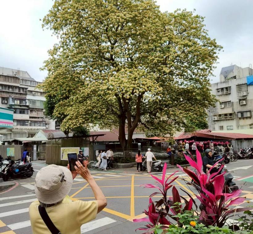 溫州街魚木賞花秘境藏身大安區大學里巷弄