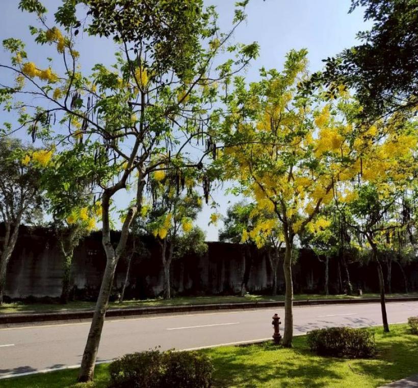 上塔悠及下塔悠公園花串隨風搖曳，金黃色花海沿著道路綿延