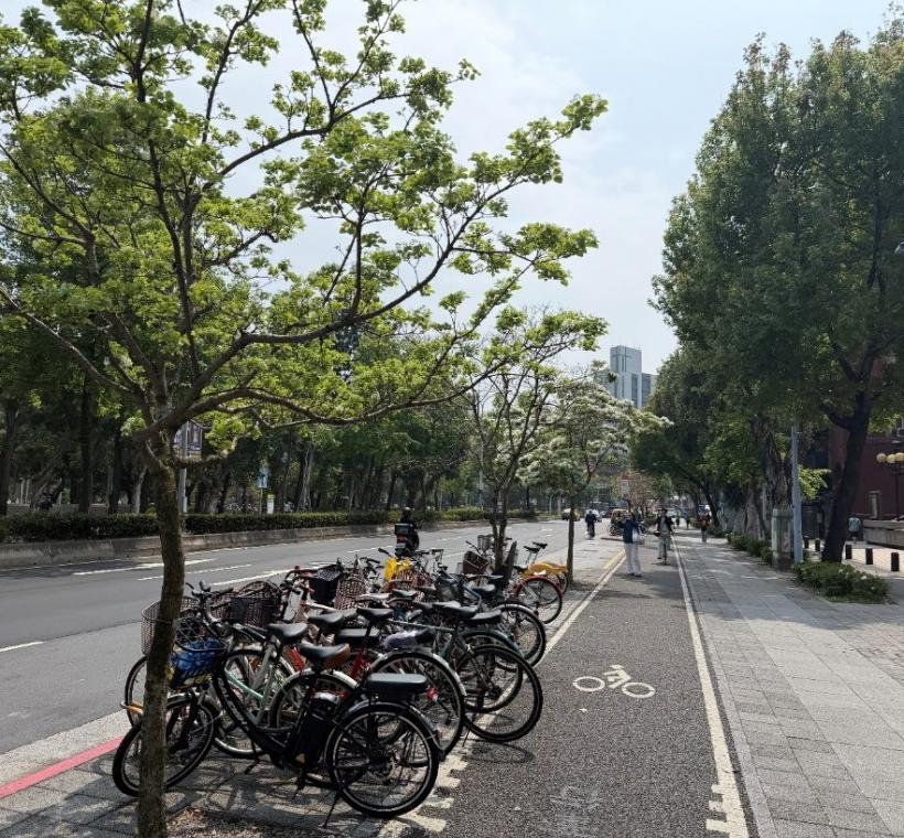 新生南路三段流蘇盛開，寬敞的人車分道與人文街景，吸引漫步的市民暫停腳步留影，記錄這份專屬於台北春日的優雅與清新。