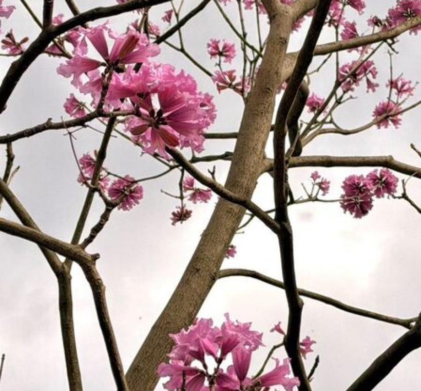 洋紅風鈴木枝條與花朵交織