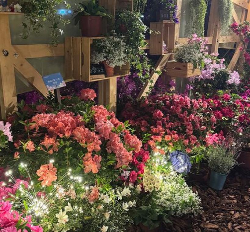 夜晚的「拾花號」花朵加上燈光，增添一絲浪漫的氣息