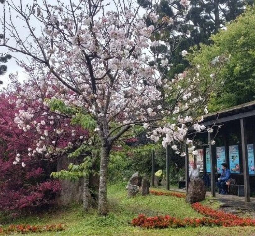 陽明公園遊客中心前吉野櫻-2