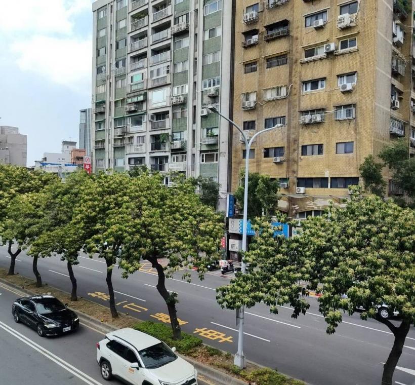 (圖3) 走進和平東路二段，從新生南路至復興南路之間的中央分隔島，一株株錫蘭橄欖正悄然綻放細緻潔白的小花