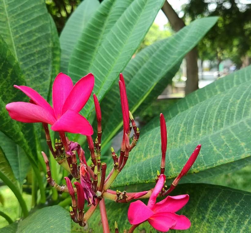 雞蛋花紅花品種則如晚霞般熱情絢麗，花朵綻放枝頭、清香隨風飄散，吸引不少民眾駐足欣賞、拍照留念